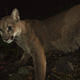 Illustration for article titled Oh Hai! Amazing Photos Capture LA's Newest Baby Mountain Lions